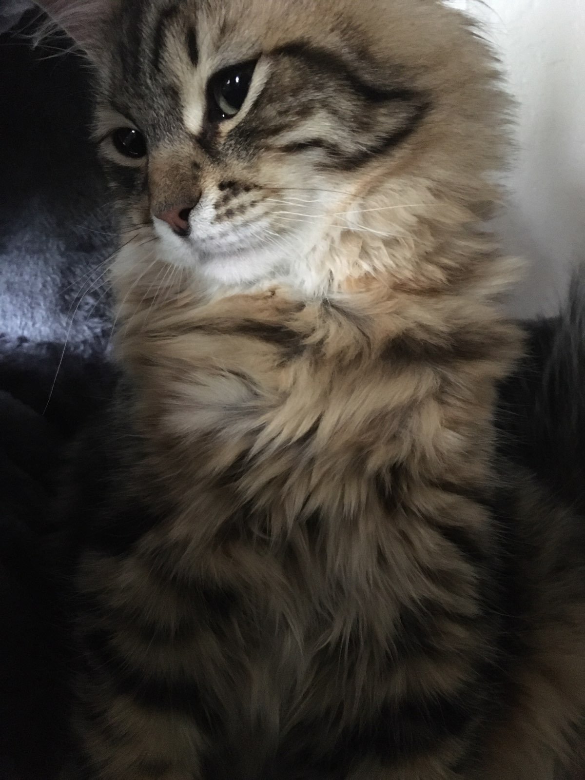 Niko